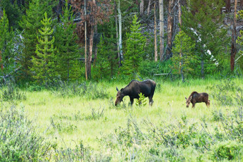 Cow Moose Calf Kawuneeche Valley Rocky Mountains Photo Photograph Cool Wall Decor Art Print Poster 36x24