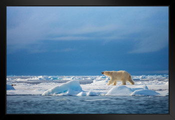 Polar Steps Polar Bear in the Wild Photo White Polar Big Bear Poster Large Bear Picture of a Bear Posters for Wall Bear Print Wall Art Bear Pictures Wall Decor Black Wood Framed Art Poster 20x14