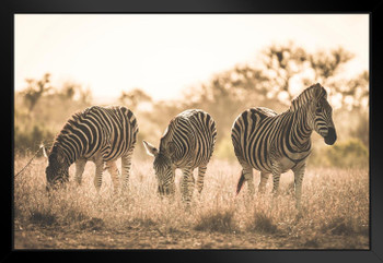 Herd of Zebras Kruger National Park South Africa Photo Art Print Black Wood Framed Poster 20x14