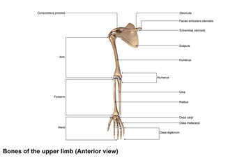 Bones Of Upper Limb Arm Shoulder Hand Human Anatomy Chart Cool Huge Large Giant Poster Art 54x36