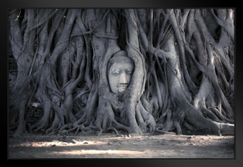 Head of Buddha Statue Tree Roots Temple of the Great Relics Thailand Photo Art Print Black Wood Framed Poster 20x14
