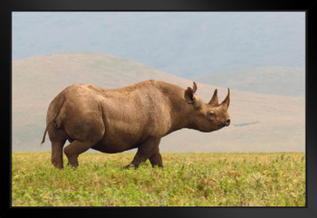 Black Rhinoceros Rhino on Savannas of Ngorongoro Conservation Area Photo Black Wood Framed Art Poster 20x14