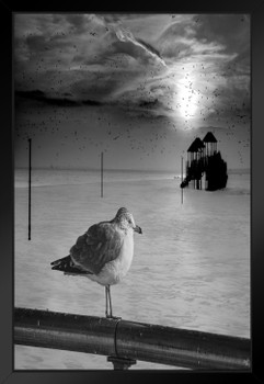 Seagull Coney Island Winter by Chris Lord Photograph Bird Pictures Wall Decor Beautiful Art Wall Decor Feather Prints Wall Art Nature Wildlife Animal Bird Prints Black Wood Framed Art Poster 14x20