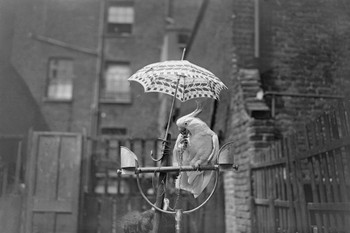 Bird Shade Cockatoo Sitting Under Umbrella 1928 Archival Photo Photograph Cool Wall Decor Art Print Poster 36x24