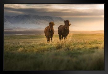 Icelandic Horses in the Field at Dawn Wild Horses Decor Galloping Horses Wall Art Horse Poster Print Poster Horse Pictures Wall Decor Running Horse Breed Poster Black Wood Framed Art Poster 20x14