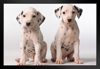 Two Cute Dalmatian Puppies Look Questioningly Photo Art Print Black Wood Framed Poster 20x14