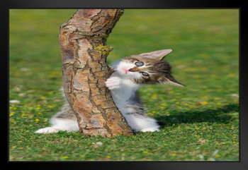 Portrait of Kitten Hiding Behind Tree Photo Baby Animal Portrait Photo Cat Poster Cute Wall Posters Kitten Posters for Wall Baby Poster Inspirational Cat Poster Black Wood Framed Art Poster 20x14