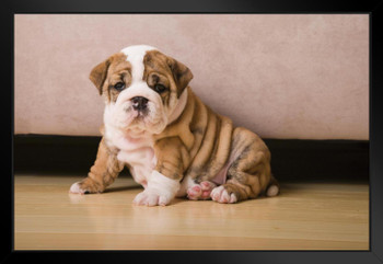 English Bulldog Puppy Photo Puppy Posters For Wall Funny Dog Wall Art Dog Wall Decor Puppy Posters For Kids Bedroom Animal Wall Poster Cute Animal Posters Black Wood Framed Art Poster 20x14