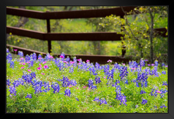 Texas Bluebonnets in a Fenced Field Pasture Photo Art Print Black Wood Framed Poster 20x14