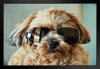 Fluffy Cute Dog Wearing Sunglasses Puppy Posters For Wall Funny Dog Wall Art Dog Wall Decor Puppy Posters For Kids Bedroom Animal Wall Poster Cute Animal Posters Black Wood Framed Art Poster 20x14