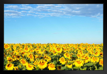 Sunflower Field Blue Sky Provence France Photo Art Print Black Wood Framed Poster 20x14