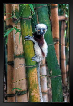 Madagascar Sifaka Baby Lemur in Bamboo Tree Primate Poster Monkey Decor Monkey Paintings For Wall Monkey Pictures For Bathroom Monkey Decor Tropical Art Print Black Wood Framed Art Poster 14x20