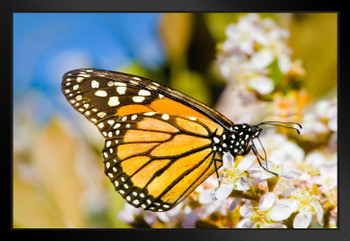 Monarch Butterfly Taking Nectar From a Flower Photo Black Wood Framed Art Poster 20x14