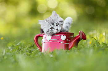 Baby Kitten In Watering Can Looking Into Camera Photo Art Print Cool Huge Large Giant Poster Art 54x36
