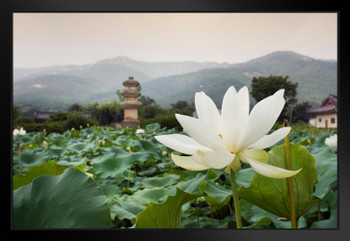 Close Up of Beautiful White Lotus Flower Gyeongsang Province South Korea Photo Photograph Black Wood Framed Art Poster 20x14