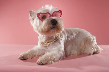 Cute Fashionable West Highland Terrier Wearing Necklace and Glasses Photo Photograph Cool Wall Decor Art Print Poster 36x24