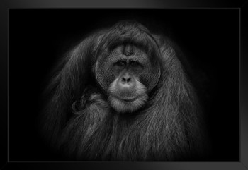 Orangutan Portrait Black White Closeup Face Photo Poster Detailed Primate Like Monkey Gorilla Photograph Black Wood Framed Art Poster 20x14