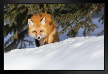 Red Fox Hunting in Snow Photo Snow Pictures for Wall Fox Poster Fox Pictures for Wall Decor Cool Fox Wall Art Fox Animal Decor Wildlife Fox Animal The Fox Hunt Black Wood Framed Art Poster 20x14