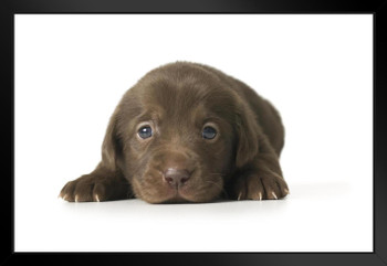 Close Up Adorable Brown Labrador Retriever Puppy Lying Down Dog Face Portrait Animal Photo Photograph Black Wood Framed Art Poster 20x14