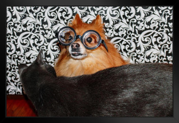 Funny Pomeranian Dog Wearing Glasses with Cat Photo Art Print Black Wood Framed Poster 20x14