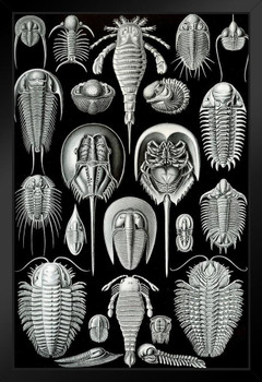 Ernst Haeckel Aspidonia Merostomata Trilobita Nature Art Forms Illustration Print Black Wood Framed Art Poster 14x20