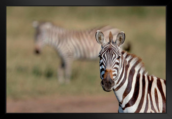 Zebra Portrait Close Up Serengeti National Park Africa Photo Art Print Black Wood Framed Poster 20x14