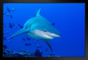 Bull Shark Gliding through School of Fish Photo Photograph Shark Posters For Walls Shark Pictures Cool Sharks Of The World Poster Shark Wall Decor Ocean Poster Black Wood Framed Art Poster 20x14