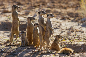 Suricate Family Standing in the Early Morning Sun Photo Photograph Cool Wall Decor Art Print Poster 36x24