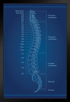 Human Anatomy Spine Vertebrae Cervical Thoracic Lumbar Sacrum Coccyx Numbered Named Medical Science  Blueprint X Ray Blue Patent Style Educational Chart Sign Black Wood Framed Art Poster 14x20