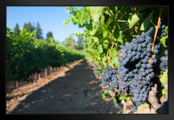Clusters of Grapes on the Vines at a Vineyard Photo Art Print Black Wood Framed Poster 20x14