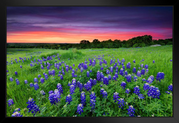 Sunset on Bluebonnet Field Sugar Ridge Road Photo Plant Room Decor Aesthetic Plant Art Prints Large Botanical Poster Nature Wall Art Decor Flower Field Prints Black Wood Framed Art Poster 20x14