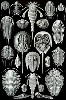 Ernst Haeckel Aspidonia Merostomata Trilobita Nature Art Forms Illustration Print Cool Wall Art Print Poster 24x36