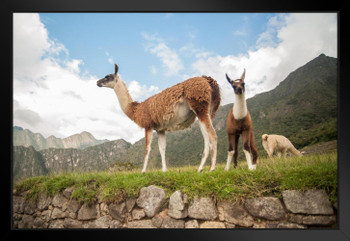 Llama Overlooking Ruins of Machu Picchu Peru Photo Art Print Black Wood Framed Poster 20x14