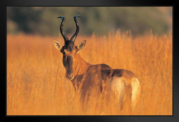 Hartebeest African Antelope in the WIld Photo Photograph Deer Poster Deer Photo Deer Art Deer Pictures Wall Decor Deer Antler Pictures Deer Antler Wall Decor Black Wood Framed Art Poster 20x14