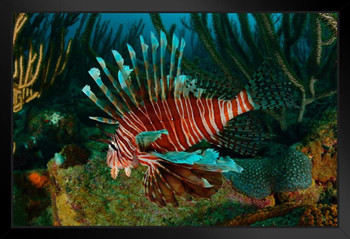 Lionfish Swimming in the Caribbean Sea Photo Cool Fish Poster Aquatic Wall Decor Fish Pictures Wall Art Underwater Picture of Fish for Wall Wildlife Reef Poster Black Wood Framed Art Poster 20x14