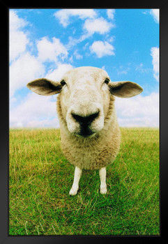 Close Up of Sheep Photo Photograph Sheep Posters Farm Animals Wall Art Sheep Artwork Sheep Decor Country Sheep Decor Farm Animal Pictures Wall Decor Black Wood Framed Art Poster 14x20