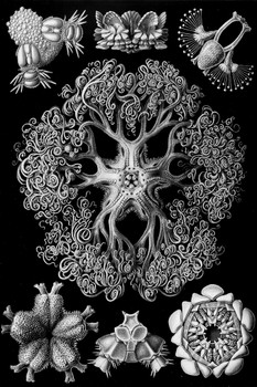 Ernst Haeckel Ophiodea Starfish Details Anatomy Aquatic Animal Nature Illustration Cool Wall Art Print Poster 12x18