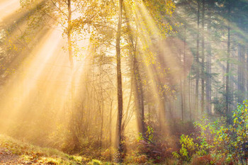 Autumn Forest Trees Morning Sun Rays Photo Cool Wall Decor Art Print Poster 36x24