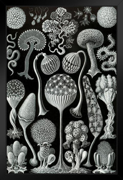 Ernst Haeckel Mycetozoa Slime Mold Mould Eukaryotic Organisms Nature Illustration Black Wood Framed Poster 14x20