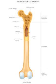 Human Bone Anatomy Illustration Educational Chart Cool Huge Large Giant Poster Art 36x54