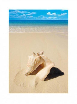 Beach Shell Poster 24x32 inch