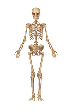 Full Human Skeleton Frontal View Detailed Illustration Medical Chart Cool Huge Large Giant Poster Art 36x54