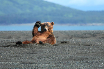 Alaskan Coastal Brown Bear Kodiak Waving Photo Art Print Cool Huge Large Giant Poster Art 54x36