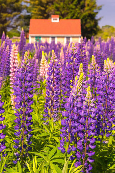 Lupines Growing in Cottage Garden Cape Elizabeth Photo Art Print Cool Huge Large Giant Poster Art 36x54