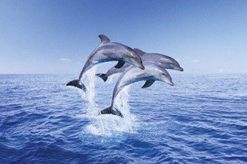 Dolphin Trio Three Dolphins Jumping Out Of Water Cool Wall Decor Art Print Poster 36x24