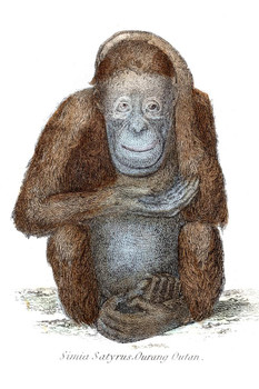 Orangutan Sitting Antique 1803 Illustration Pictures of Apes Poster Primate Poster Gorilla Picture Paintings For Living Room Decor Tropical Nature Art Print Cool Huge Large Giant Poster Art 36x54