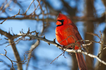 Vivid Red Cardinal Sitting on a Tree Branch Photo Bird Pictures Wall Decor Beautiful Art Wall Decor Feather Prints Wall Art Nature Wildlife Animal Bird Prints Cool Huge Large Giant Poster Art 54x36