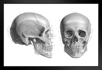 Human Skull Anatomy Illustration 1866 Antique Textbook Art Print Black Wood Framed Poster 20x14