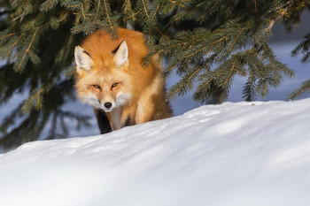 Red Fox Hunting in Snow Photo Snow Pictures for Wall Fox Poster Fox Pictures for Wall Decor Cool Fox Wall Art Fox Animal Decor Wildlife Fox Animal The Fox Hunt Cool Huge Large Giant Poster Art 54x36