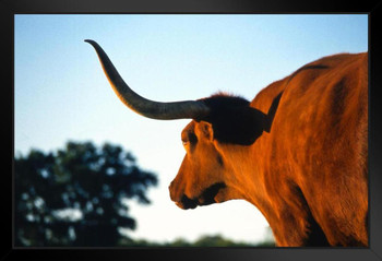 Firecracker Texas Longhorn at Dusk Photograph Bull Pictures Wall Decor Longhorn Picture Longhorn Wall Decor Bull Picture of a Cow Print Decor Bull Horns for Wall Black Wood Framed Art Poster 20x14